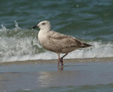 Slaty-backed Gull