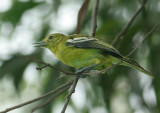 Common Iora