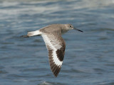 Willet