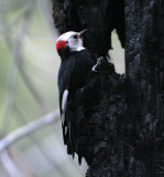 White-headed Woodpecker