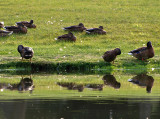 Mallards by the Pond.jpg