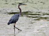 GBH.jpg