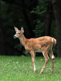 Boy Fawn