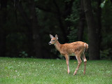 Boy Fawn