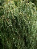 My Favorite Tree.jpg