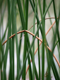 Natures Straws 2.jpg