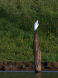 Egret on the Piling.jpg