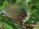 Sparrow in the Tree 2.jpg