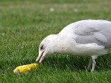 SeaGull 5.jpg