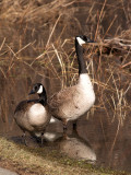 This Sweet Pair, Just Watched all the Goings On