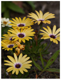 Little Yellow Flowers in Medians
