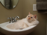 Milo Loves the Sinks.jpg