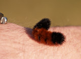 Wooly Worm