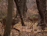 Two 10 Point Bucks Face Off Briefly