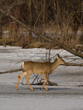 Deer on Thin Ice