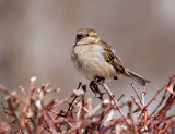 Little Sparrow