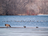 Busy Day on the Lake rp .jpg