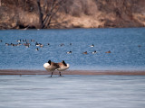 Napping Pair of Geese rp.jpg