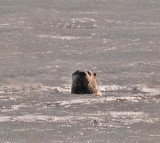 River Otter in the Lake_1 rp.jpg