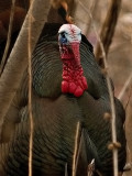 Wild Tom Turkey Face