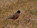 Little Robin Red Breast