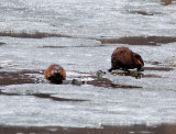 Muskrat Susie Muskrat Sam