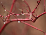 Red Bush Tears