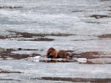 Must be Muskrat Love