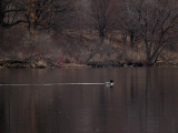 Loon Lazin Along