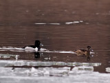 Ringneck Duck