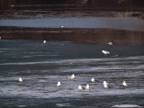 River Melt on the Minnesota