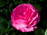 Rose Like Flower rp.jpg