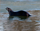 River Otter with a Fish rp.jpg