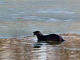 River Otter_3 rp.jpg