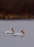 American White Pelican_8 rp.jpg