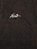 American White Pelican_24 rp.jpg