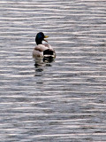 Mallard Quacking
