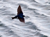 Tree Swallow in Flight_5