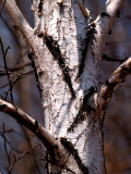 Birch Took a Few Lashes ro.jpg