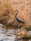 Great Blue Heron at Carlos Avery rp.jpg