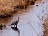 Great Blue Heron at Carlos Avery_2 rp crop.jpg