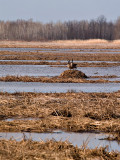 One of Hundreds Nesting Geese rp.jpg
