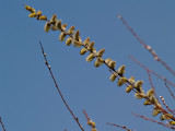 Pussy Willows Appearing rp.jpg