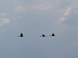 Sandhill Cranes in Flight rp _filtered.jpg