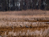 Sandhill Cranes in the Marshland rp.jpg