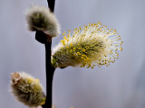 Springs Pussy Willow rp crop .jpg