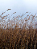 The Coming of a Storm n Grasses rp.jpg