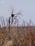 Tree House for Eagles.jpg