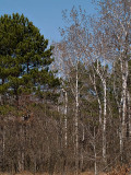 Tree Stand at Carlos Avery rp.jpg
