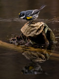 Yellow Rumped Warbler_2